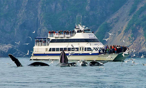 Whale tour