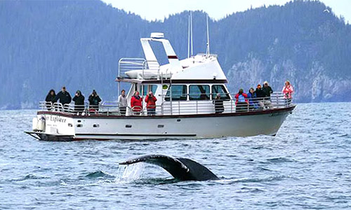 tour boat and whale
